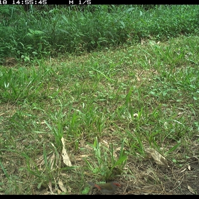 Neochmia temporalis (Red-browed Finch) at Shark Creek, NSW - 18 Nov 2024 by Topwood
