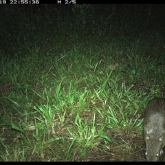 Perameles nasuta (Long-nosed Bandicoot) at Shark Creek, NSW - 19 Nov 2024 by Topwood