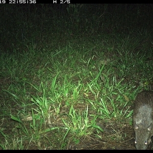 Perameles nasuta (Long-nosed Bandicoot) at Shark Creek, NSW - 19 Nov 2024 by Topwood