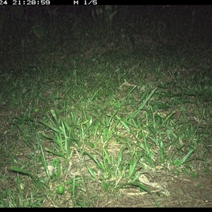 Phascogale tapoatafa (Brush-tailed Phascogale) at Shark Creek, NSW - 24 Nov 2024 by Topwood