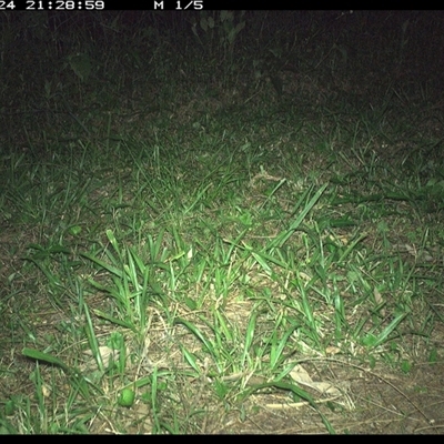 Phascogale tapoatafa (Brush-tailed Phascogale) at Shark Creek, NSW - 24 Nov 2024 by Topwood