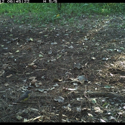 Eopsaltria australis (Eastern Yellow Robin) at Shark Creek, NSW - 12 Dec 2024 by Topwood
