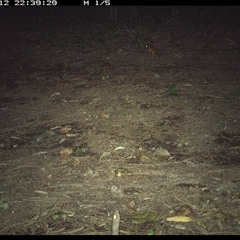 Rhinella marina (Cane Toad) at Shark Creek, NSW - 12 Dec 2024 by Topwood