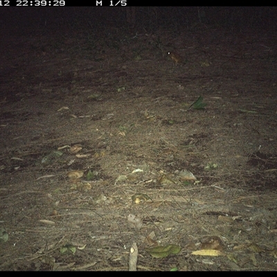 Rhinella marina (Cane Toad) at Shark Creek, NSW - 12 Dec 2024 by Topwood