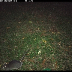 Rattus fuscipes (Bush Rat) at Shark Creek, NSW - 13 Jan 2025 by Topwood