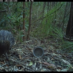 Tachyglossus aculeatus (Short-beaked Echidna) at Jacky Bulbin Flat, NSW - 3 Oct 2024 by JoelStibbardBCT