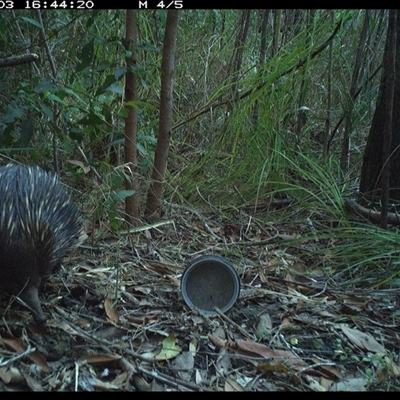 Tachyglossus aculeatus (Short-beaked Echidna) at Jacky Bulbin Flat, NSW - 3 Oct 2024 by JoelStibbardBCT