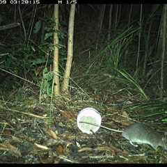 Rattus fuscipes (Bush Rat) at Jacky Bulbin Flat, NSW - 9 Oct 2024 by JoelStibbardBCT