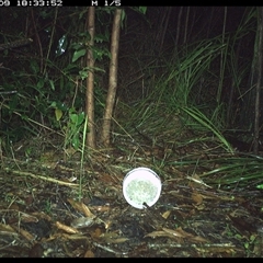 Antechinus flavipes (Yellow-footed Antechinus) at Jacky Bulbin Flat, NSW - 9 Oct 2024 by JoelStibbardBCT