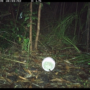 Antechinus flavipes (Yellow-footed Antechinus) at Jacky Bulbin Flat, NSW - 9 Oct 2024 by JoelStibbardBCT