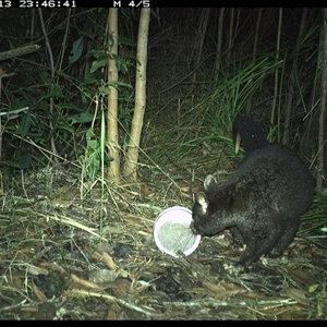 Trichosurus caninus (Mountain Brushtail Possum) at Jacky Bulbin Flat, NSW - 13 Oct 2024 by JoelStibbardBCT