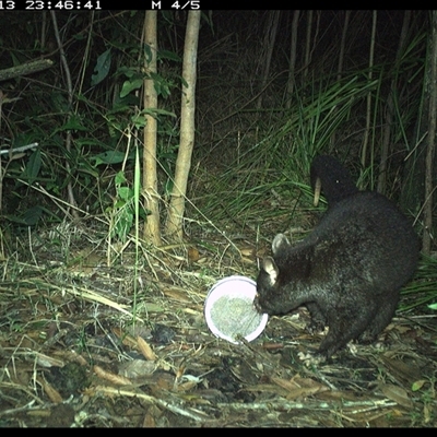 Trichosurus caninus (Mountain Brushtail Possum) at Jacky Bulbin Flat, NSW - 13 Oct 2024 by JoelStibbardBCT