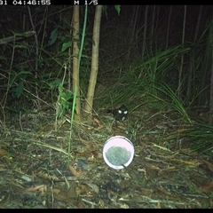 Psophodes olivaceus (Eastern Whipbird) at Jacky Bulbin Flat, NSW - 31 Oct 2024 by JoelStibbardBCT