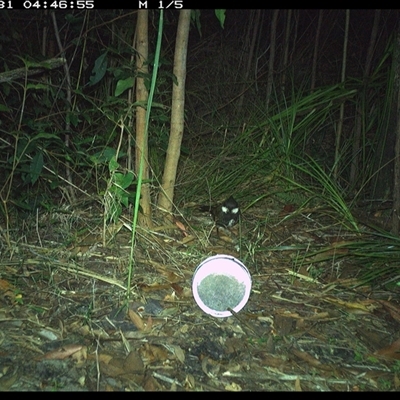 Psophodes olivaceus (Eastern Whipbird) at Jacky Bulbin Flat, NSW - 31 Oct 2024 by JoelStibbardBCT
