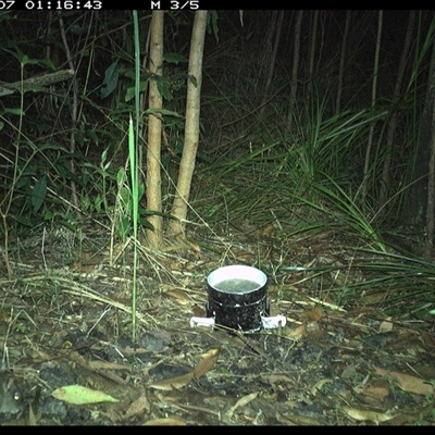 Rattus fuscipes (Bush Rat) at Jacky Bulbin Flat, NSW - 7 Nov 2024 by JoelStibbardBCT