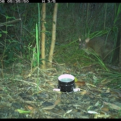 Thylogale thetis (Red-necked Pademelon) at Jacky Bulbin Flat, NSW - 8 Nov 2024 by JoelStibbardBCT
