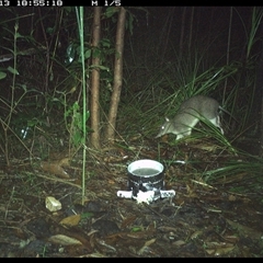Perameles nasuta (Long-nosed Bandicoot) at Jacky Bulbin Flat, NSW - 13 Nov 2024 by JoelStibbardBCT