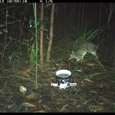 Perameles nasuta (Long-nosed Bandicoot) at Jacky Bulbin Flat, NSW - 13 Nov 2024 by JoelStibbardBCT