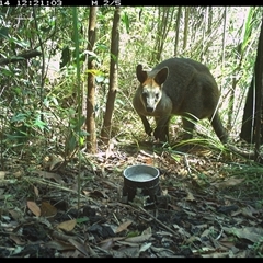 Wallabia bicolor (Swamp Wallaby) at Jacky Bulbin Flat, NSW - 14 Nov 2024 by JoelStibbardBCT