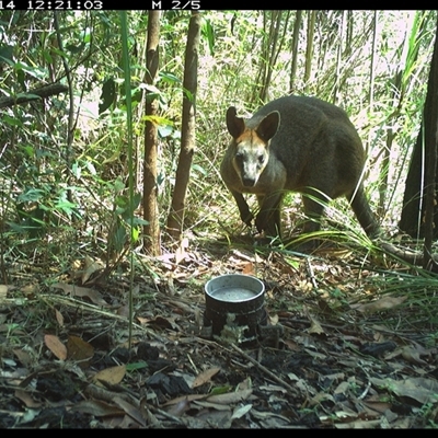 Wallabia bicolor (Swamp Wallaby) at Jacky Bulbin Flat, NSW - 14 Nov 2024 by JoelStibbardBCT