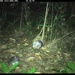 Rattus rattus at Jacky Bulbin Flat, NSW - 28 Dec 2024 by JoelStibbardBCT