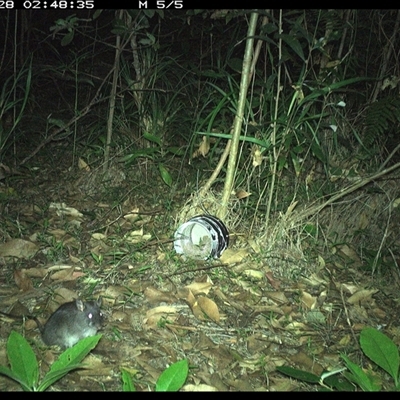 Rattus rattus at Jacky Bulbin Flat, NSW - 28 Dec 2024 by JoelStibbardBCT