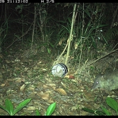 Isoodon macrourus (Northern Brown Bandicoot) at Jacky Bulbin Flat, NSW - 29 Dec 2024 by JoelStibbardBCT