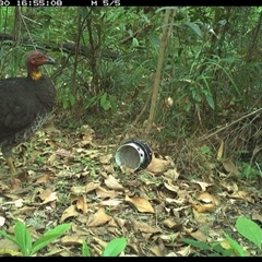 Alectura lathami (Australian Brush-turkey) at Jacky Bulbin Flat, NSW - 30 Dec 2024 by JoelStibbardBCT