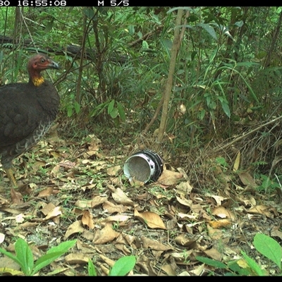 Alectura lathami (Australian Brush-turkey) at Jacky Bulbin Flat, NSW - 30 Dec 2024 by JoelStibbardBCT