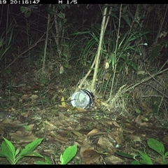Antechinus stuartii (Brown Antechinus) at Jacky Bulbin Flat, NSW - 19 Jan 2025 by JoelStibbardBCT