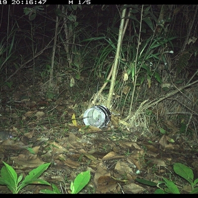 Antechinus stuartii (Brown Antechinus) at Jacky Bulbin Flat, NSW - 19 Jan 2025 by JoelStibbardBCT