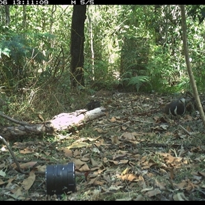 Leucosarcia melanoleuca (Wonga Pigeon) at Jacky Bulbin Flat, NSW - 6 Oct 2024 by JoelStibbardBCT