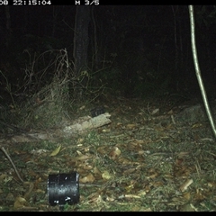 Isoodon macrourus (Northern Brown Bandicoot) at Jacky Bulbin Flat, NSW - 8 Oct 2024 by JoelStibbardBCT