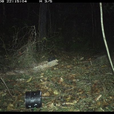 Isoodon macrourus (Northern Brown Bandicoot) at Jacky Bulbin Flat, NSW - 8 Oct 2024 by JoelStibbardBCT
