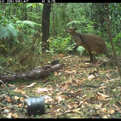 Wallabia bicolor (Swamp Wallaby) at Jacky Bulbin Flat, NSW - 10 Oct 2024 by JoelStibbardBCT