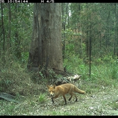 Vulpes vulpes (Red Fox) at Gibberagee, NSW - 26 Sep 2024 by Bungybird