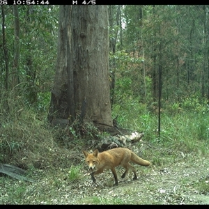 Vulpes vulpes (Red Fox) at Gibberagee, NSW - 26 Sep 2024 by Bungybird