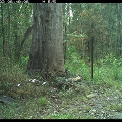 Dacelo novaeguineae (Laughing Kookaburra) at Gibberagee, NSW - 3 Oct 2024 by Bungybird