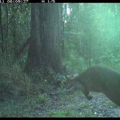 Wallabia bicolor (Swamp Wallaby) at Gibberagee, NSW - 11 Oct 2024 by Bungybird