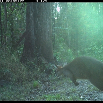 Wallabia bicolor (Swamp Wallaby) at Gibberagee, NSW - 11 Oct 2024 by Bungybird