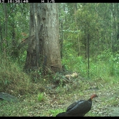 Alectura lathami (Australian Brush-turkey) at Gibberagee, NSW - 12 Oct 2024 by Bungybird