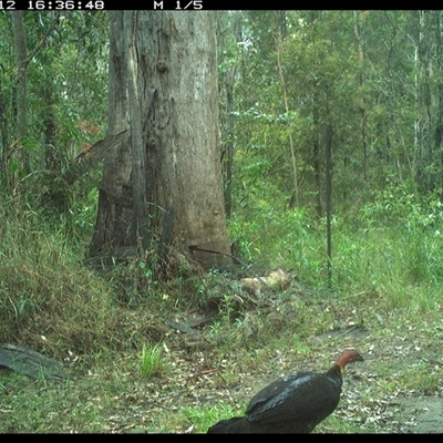 Alectura lathami (Australian Brush-turkey) at Gibberagee, NSW - 12 Oct 2024 by Bungybird
