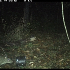 Perameles nasuta (Long-nosed Bandicoot) at Jacky Bulbin Flat, NSW - 11 Oct 2024 by JoelStibbardBCT