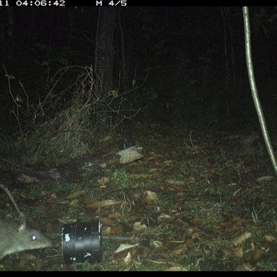 Perameles nasuta (Long-nosed Bandicoot) at Jacky Bulbin Flat, NSW - 11 Oct 2024 by JoelStibbardBCT