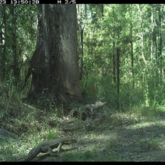 Varanus varius (Lace Monitor) at Gibberagee, NSW - 23 Oct 2024 by Bungybird