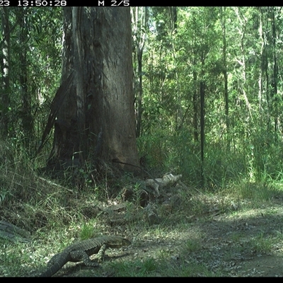 Varanus varius (Lace Monitor) at Gibberagee, NSW - 23 Oct 2024 by Bungybird