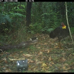 Alectura lathami (Australian Brush-turkey) at Jacky Bulbin Flat, NSW - 17 Oct 2024 by JoelStibbardBCT