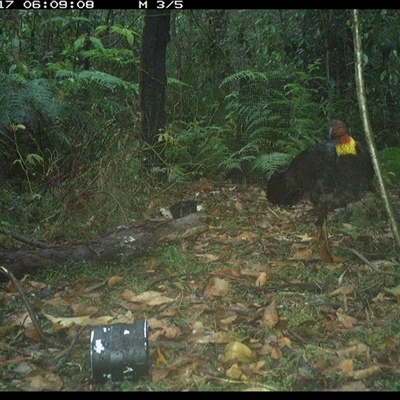 Alectura lathami (Australian Brush-turkey) at Jacky Bulbin Flat, NSW - 17 Oct 2024 by JoelStibbardBCT