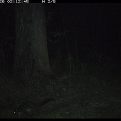 Trichosurus caninus (Mountain Brushtail Possum) at Gibberagee, NSW - 26 Oct 2024 by Bungybird