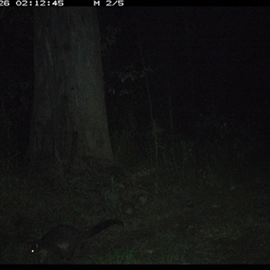 Trichosurus caninus (Mountain Brushtail Possum) at Gibberagee, NSW - 26 Oct 2024 by Bungybird